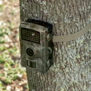Imagine Camera animale salbatice