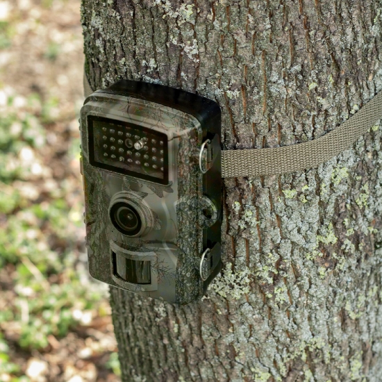 Imagine Camera animale salbatice